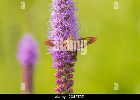 Hummingbird Clearwing Moth im Prairie Blazing Star, Effingham County, Illinois Stockfoto