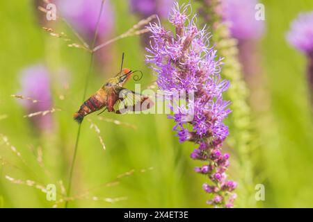 Hummingbird Clearwing Moth im Prairie Blazing Star, Effingham County, Illinois Stockfoto