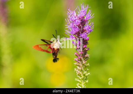 Hummingbird Clearwing Moth im Prairie Blazing Star, Effingham County, Illinois Stockfoto