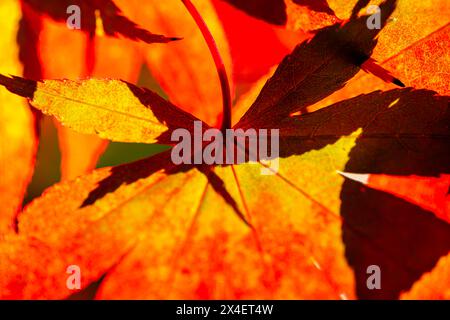 Nahaufnahme von orangefarbenen, roten und grünen Herbstfarben mit Hinterleuchtung der Blätter des Acer palmatum (japanischer Ahorn) mit Schattenmustern, Surrey, Südostengland Stockfoto