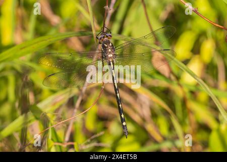 Arrowhead Spiketail weiblich, Marion County, Illinois. Stockfoto