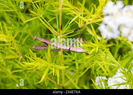 Carolina Mantis in der Prärie, Marion County, Illinois. Stockfoto