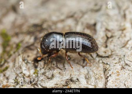 Euwallacea validus, ein in Asien heimischer Ambrosiakäfer, adventiv in Nordamerika. Stockfoto