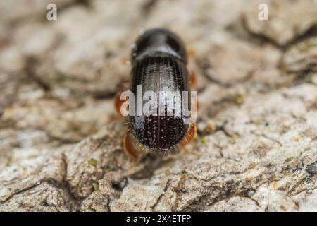 Hinteransicht von Euwallacea validus, einem in Asien beheimateten Ambrosiakäfer, adventiv in Nordamerika. Stockfoto