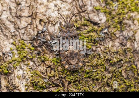 Flacher Käfer (Mezira subsetosa) Stockfoto
