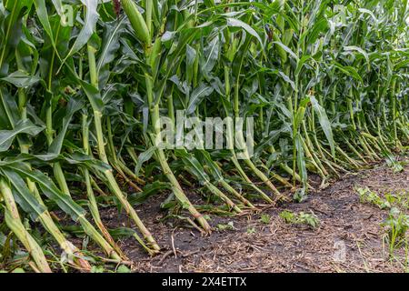 Maisfeld mit gebogenen und geneigten Maisstängeln vor Windschäden. Ernteversicherung, Sturmschäden und landwirtschaftliches Konzept. Stockfoto