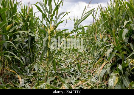 Maisfeld mit gebogenen und geneigten Maisstängeln vor Windschäden. Ernteversicherung, Sturmschäden und landwirtschaftliches Konzept. Stockfoto