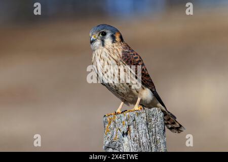 Weibliche amerikanische Turmfalke auf verwittertem Zaunpfosten, Kentucky Stockfoto