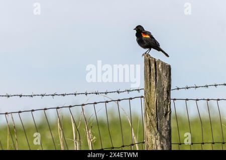 Rotflügel-Amsel sitzt auf Zaunpfosten, Kentucky Stockfoto