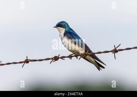 Baumschwalbe sitzt auf Stacheldrahtzaun, Tachycineta bicolor, Kentucky Stockfoto