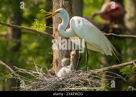 USA, Louisiana, Evangeline Parish. Großer Reiher im Nest mit Küken. Stockfoto