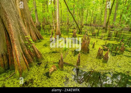 USA, Louisiana, Tensas National Wildlife Refuge. Zypressenbaumsumpf. Stockfoto