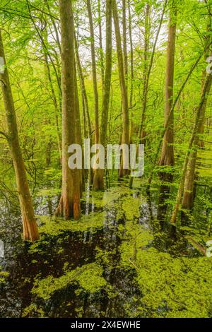 USA, Louisiana, Tensas National Wildlife Refuge. Zypressenbaumsumpf. Stockfoto