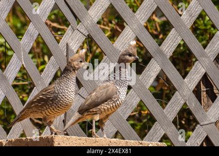 USA, New Mexico, Sandoval County. Nahaufnahme mit skaliertem Wachtelpaar. Stockfoto