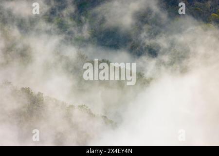 Im Frühling steigt Nebel aus blühenden Bäumen im Great Smoky Mountains National Park, North Carolina Stockfoto