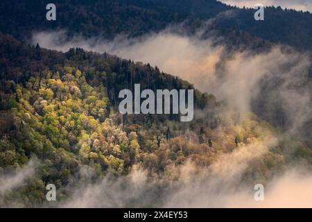 Im Frühling steigt Nebel aus blühenden Bäumen im Great Smoky Mountains National Park, North Carolina Stockfoto