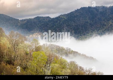 Im Frühling steigt Nebel aus blühenden Bäumen im Great Smoky Mountains National Park, North Carolina Stockfoto