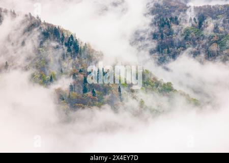 Im Frühling steigt Nebel aus blühenden Bäumen im Great Smoky Mountains National Park, North Carolina Stockfoto