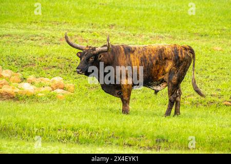 USA, Oklahoma, Wichita Mountains National Wildlife Refuge. Longhorn-Bulle auf dem Feld. Stockfoto