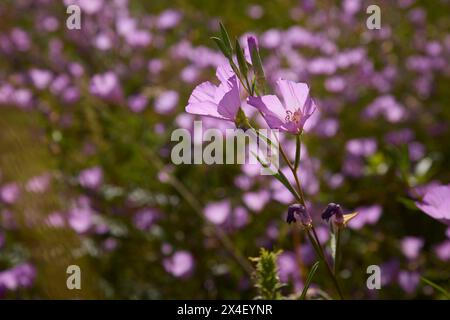 Herald des Sommers auf der Eichensavanna. Stockfoto