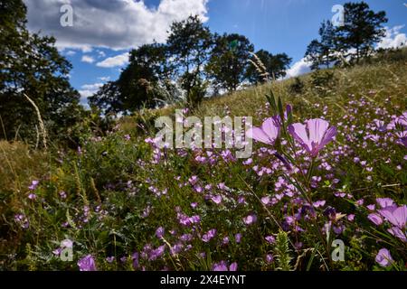 Herald des Sommers auf der Eichensavanna. Stockfoto