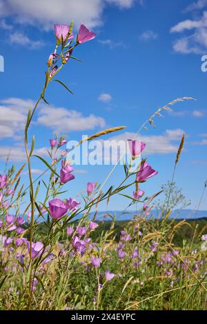 Herald des Sommers auf der Eichensavanna. Stockfoto