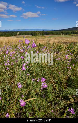 Herald des Sommers auf der Eichensavanna. Stockfoto