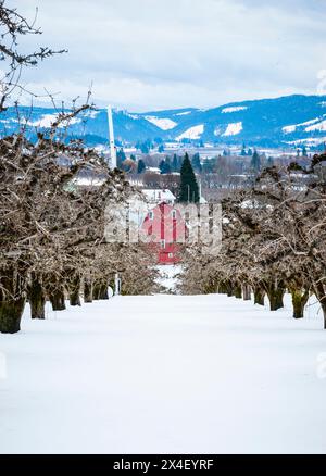 USA, Oregon, Hood River. Winterschnee auf einer roten Scheune in einem Obstgarten mit Mt. Kapuze im Hintergrund. (Nur Für Redaktionelle Zwecke) Stockfoto