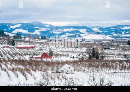 USA, Oregon, Hood River. Winterschnee auf roten Scheunen in einem Obstgarten mit Mt. Kapuze im Hintergrund. Stockfoto