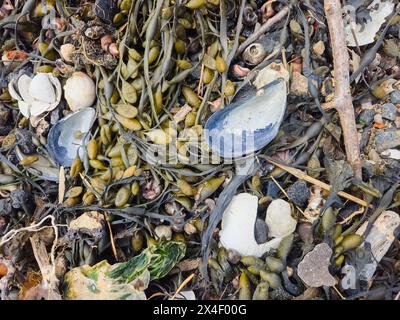 Muscheln auf einem Algenbett am Strand Stockfoto