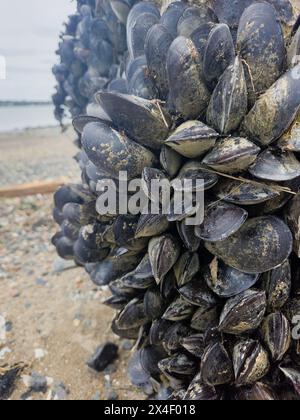 Lebende Muscheln, die sich bei Ebbe an einem Pfosten an einem Strand festhalten Stockfoto