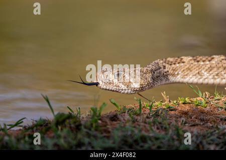 Klapperschlange mit westlichem Diamondback oder texanischer Diamantrücken, Rio Grande Valley, Texas Stockfoto