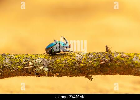 USA, Texas, Hidalgo County. Regenbogenkäfer Nahaufnahme. Stockfoto