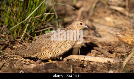 Die Braune Wachtel (Coturnix ypsilophora) ist ein kleiner, praller, bodenlebender Vogel. Die Farbe ist variabel und reicht von Rotbraun bis Graubraun, wie sie in Que gefunden wird Stockfoto