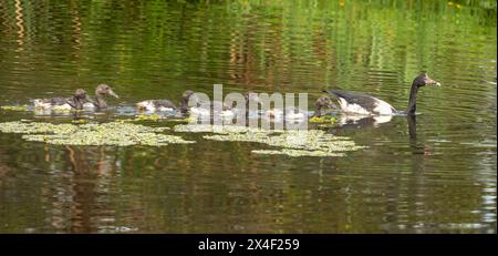 Magpie Goose (Anseranus semipalmata) junge Gänsefamilie schwimmend in Queensland, Australien. Stockfoto