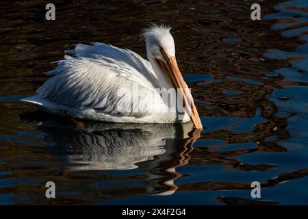 USA, Utah. Weiße Pelikane (Pelecanus erythrorhynchos) schwimmen. Stockfoto