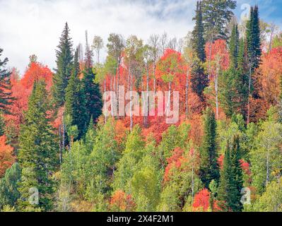 USA, Utah, Logan Pass. Farbenfroher Herbst im Provo Pass Stockfoto