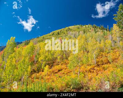 USA, Utah, Logan Pass. Farbenfroher Herbst im Provo Pass Stockfoto