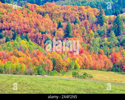 USA, Utah, Logan Pass. Farbenfroher Herbst im Provo Pass Stockfoto