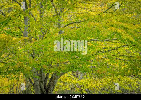 USA, Washington State, Seabeck. Katsura-Baum im Frühling. Stockfoto