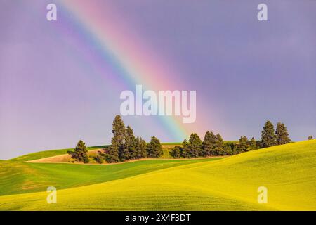 USA, Washington State, Palouse, Colfax. Grüne Weizenfelder. Kiefern. Regenbogen. Stockfoto