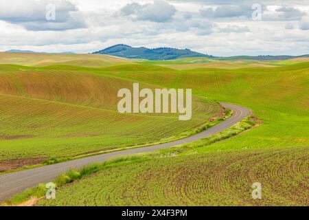 USA, Washington State, Palouse, Colfax. Grüne Weizenfelder. S Straße. Stockfoto