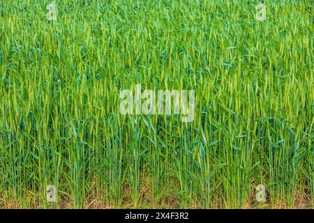 USA, Washington State, Palouse, Colfax. Grüne Weizenfelder. Stockfoto