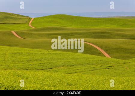 USA, Washington State, Palouse, Colfax. Sanfte grüne Hügel aus Weizen. Traktormarkierungen auf der Straße. Stockfoto