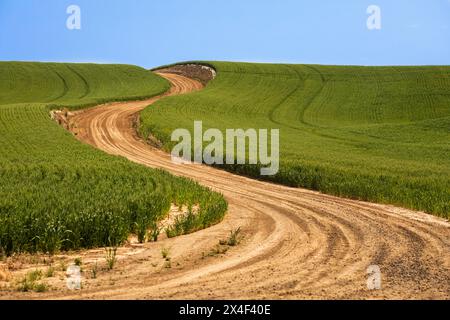 USA, Washington State, Palouse, Colfax. Kurvenreiche Straße durch Felder. Stockfoto