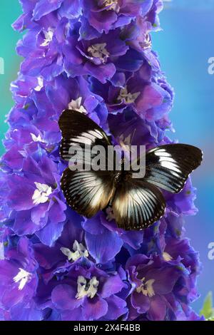 USA, Washington State, Issaquah. Schmetterling auf Blumen Stockfoto