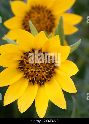 Am Dalles Mountain im Columbia Hills State Park blühen Wildblumen in voller Blüte. Stockfoto