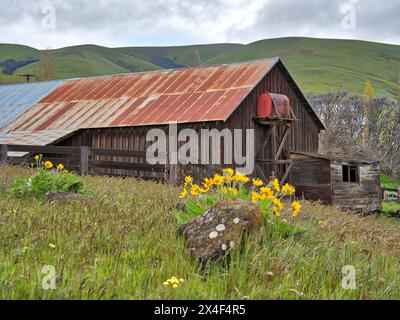 Historische Dalles Mtn Ranch im Columbia Hills State Park. Stockfoto