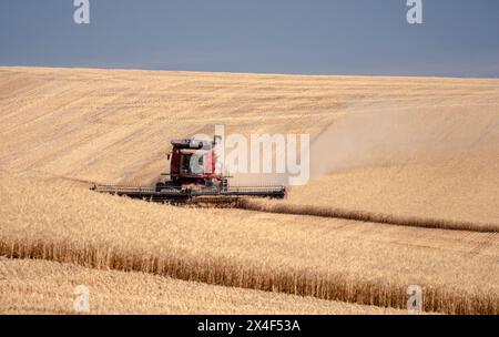 Roter Mähdrescher schneidet Weizen auf dem Feld zur Erntezeit. Stockfoto