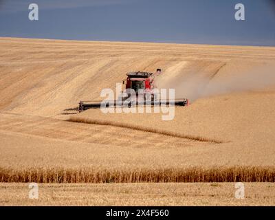 Roter Mähdrescher schneidet Weizen auf dem Feld zur Erntezeit. Stockfoto